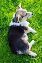 Dog portrait Pembroke Welsh Corgi