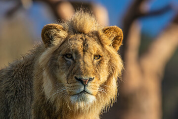 African Lion - Panthera leo krugeri