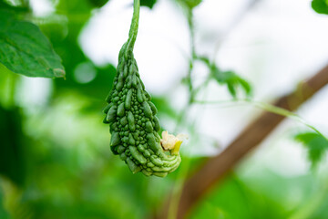Close up view. Momordica charantia L. Immature Bitter gourd fruit hanging from vine which are useful food and is popular to eat as a vegetable in rural areas of Thailand.