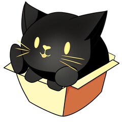 Fun black cat inside box