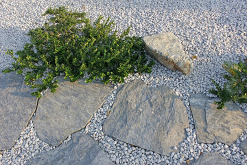 Garden details: Close-up of a light grey graveled area with flat slate slabs for a stepping stone path and occasional ground spreading plants. Contemporary garden design. No people.