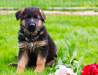 Dog portrait German Shepherd