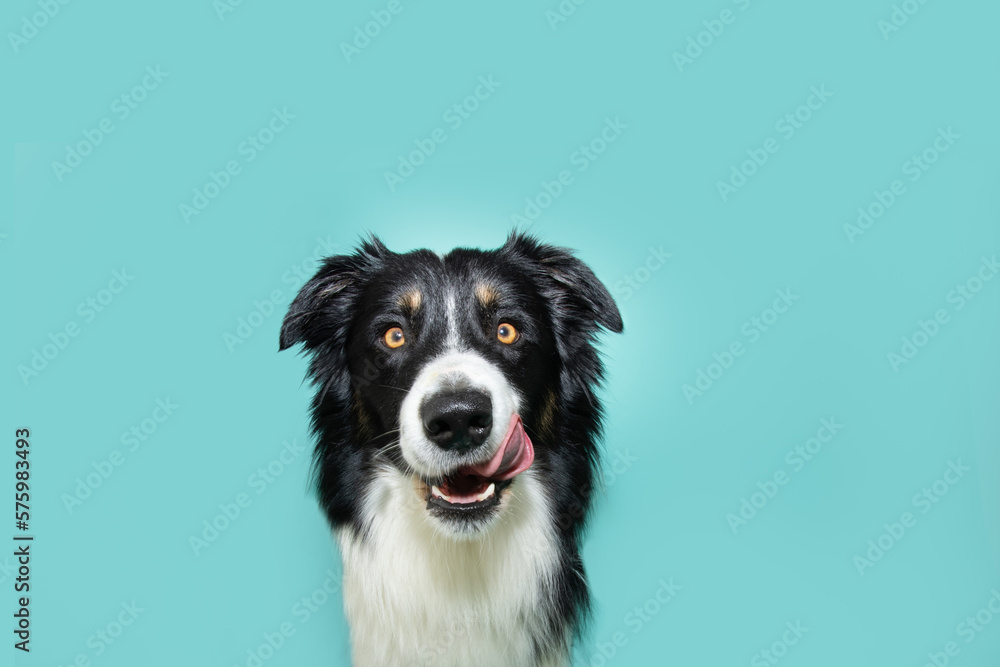 Wall mural Hungry puppy dog summer or spring licking its lips with tongue and looking at camera. Isolated on blue colored background