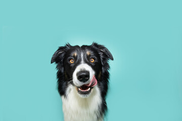 Hungry puppy dog summer or spring licking its lips with tongue and looking at camera. Isolated on blue colored background