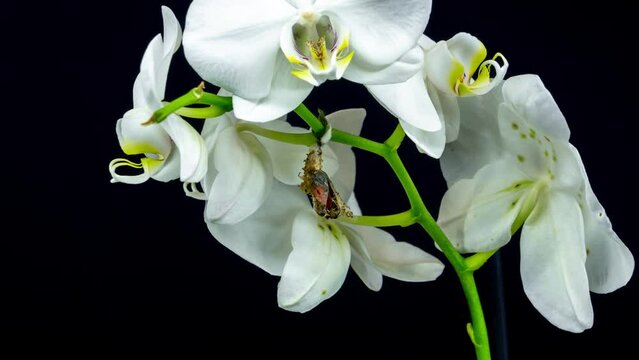 Cethosia Biblis butterfly emerging from cocoon on orchid, spreading its beautiful wings and flying away. White background 4K timelapse