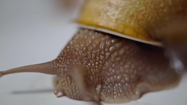 Close-up brown snail head with tentacles moving slowly. Shelled land slug creeping on white table indoors