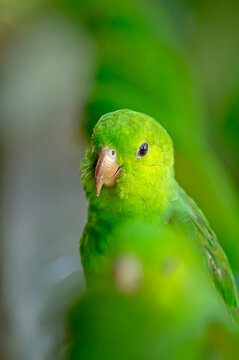 Periquito Verde
Brotogeris tirica Plain Parakeet highlighted in a row of parakeets