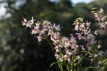 Dendrobium wild orchid flower closeup