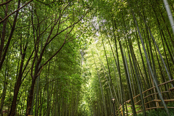 Fototapeta na wymiar Green bamboo stems on blurred background with copy space