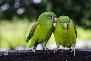 PERICO REAL COLOMBIANO