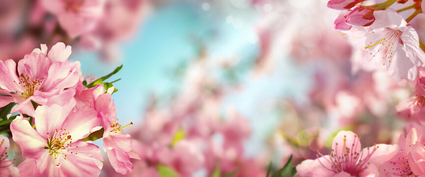 Panoramic spring background with beautiful pink cherry blossoms and bokeh background with the blue sky
