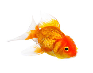 gold fish isolated on transparent png