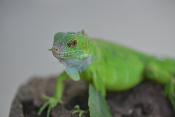 Fototapeta premium Iguana is a genus of herbivorous lizards that are native to tropical areas
