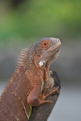 Iguana is a genus of herbivorous lizards that are native to tropical areas