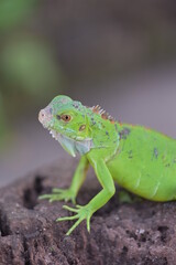 Fototapeta premium Iguana is a genus of herbivorous lizards that are native to tropical areas