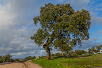 Oak tree and a rainbow