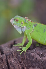 Iguana is a genus of herbivorous lizards that are native to tropical areas