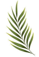 leaf isolated png