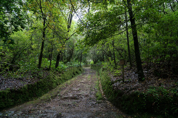 Fototapeta premium Madeira