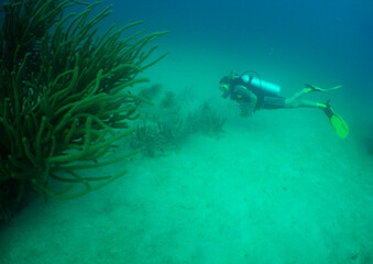Obraz premium a diver exploring a coral reef in the caribbean sea