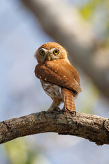 Ferruginous Pygmy Owl
(Caburé)