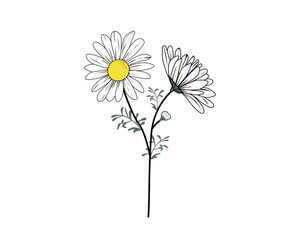 daisy flower