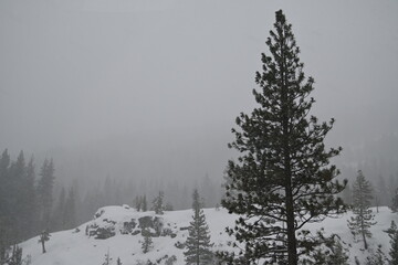 snow covered pine trees