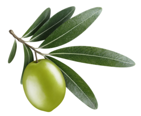 Single green olive with leaves cut out