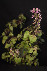 Basil Flower