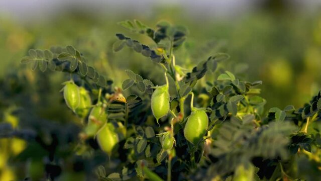 Chickpea bush. Chickpeas ripening in the field. Chickpeas in the field after treatment with chemicals. slow motion video