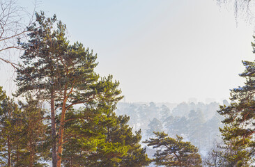 View from hill to coniferous forest and wooden houses, rural winter landscape. Frosty foggy morning.