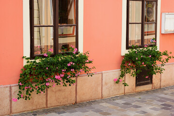 Lush pink and green Geraniums under wood windows. stucco facade. brown painted window frame. pink exterior wall. stone footing. cobblestone pavement. closeup view. european street detail. summer scene