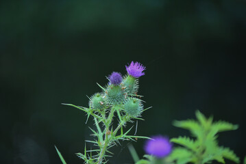 thistle flower in bloom