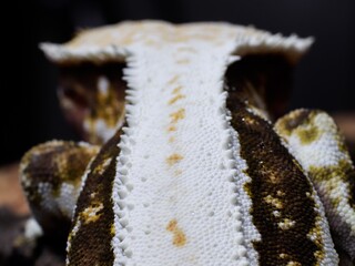 gecko lizard reptile on tree gecko eye scale