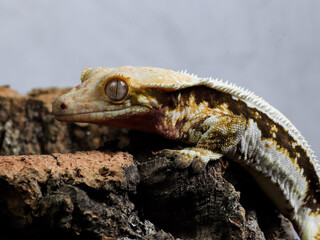 gecko lizard reptile on tree gecko eye scale