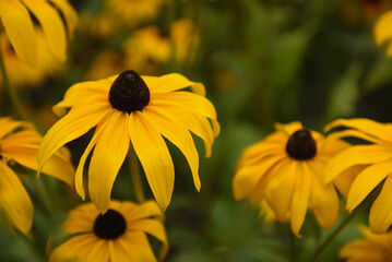 yellow flowers in the garden