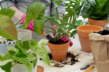 Woman gardeners transplanting plant in clay pot on white table. Concept of home garden. Taking care of home plants