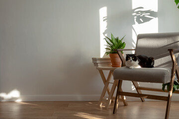 Scottish cat on gray chair in interior of living room. Homemade plans sansevieria, monstera, wooden decor. Light minimalistic scandinavian interior. Copy space