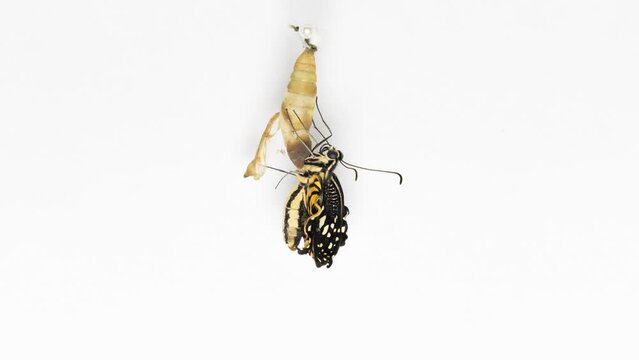 Development and transformation stages of Butterfly Papilio demoleus malayanus hatching out of pupa to butterfly. Isolated on white background. Timelapse