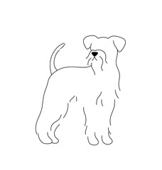 Vector isolated one single big large shaggy terrier dog  colorless black and white contour line easy drawing