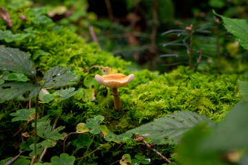 mushrooms in the woods of Austria