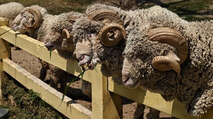 A flock of gray-haired sheep are waiting for food at the edge of the farm fence.