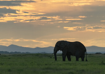 Obraz na płótnie Canvas elephants at sunset