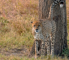 cheetah in the grass