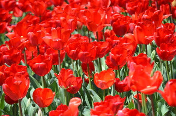 満開のチューリップ