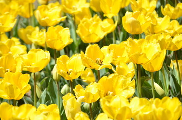 満開のチューリップ