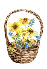 Wicker basket with a bouquet of flowers. Yellow daisies and blue wildflowers. flower composition. Hand-drawn watercolor illustration white background for cards, Easter, women's day, banner, print.