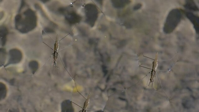 Common Pondskater (Gerris lacustris) moving forward by floating on the water surface of a river. Alsace, France.
