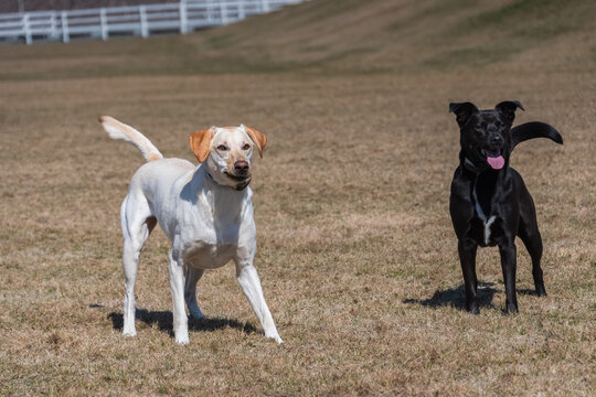 2019-30-30 A YELLOW LABRADOR AND A BLUE HEELER MIX ON ALERT STANDING IN A FIELD IN MANSON WASHINGTON