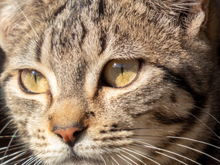 Detail of the head and the beautiful eyes of a brindle-colored stray cat .
